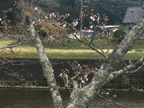 浜松市天竜区企業様雨漏り施工桜が咲き始め1