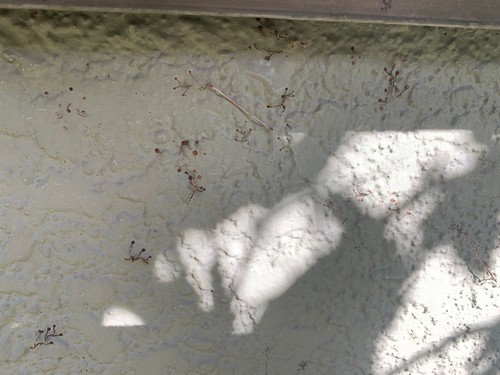 埼玉県越谷市の物件の施工前